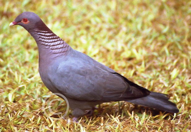 Columba squamosa